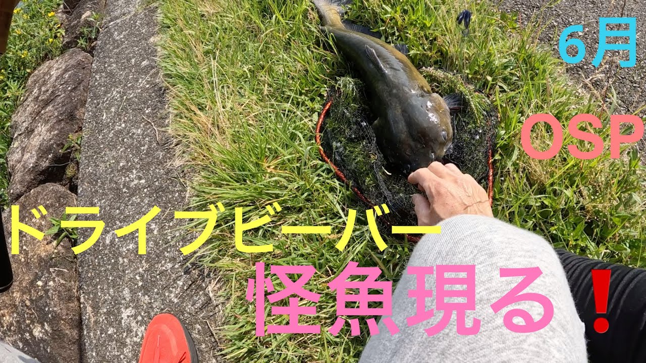【バス釣り】瀬田川で話題のアレが釣れました❗️琵琶湖