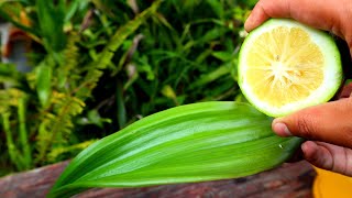 Secretos para HOJAS de Orquídeas BRILLANTES