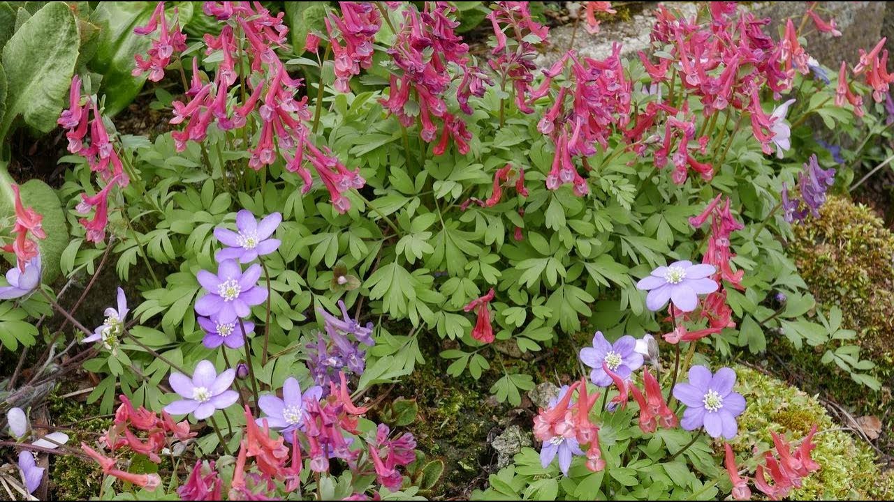 Bulb Log Video Diary Supplement   Corydalis, Hepatica, Hellebore, Erythroniums and all the spring fl
