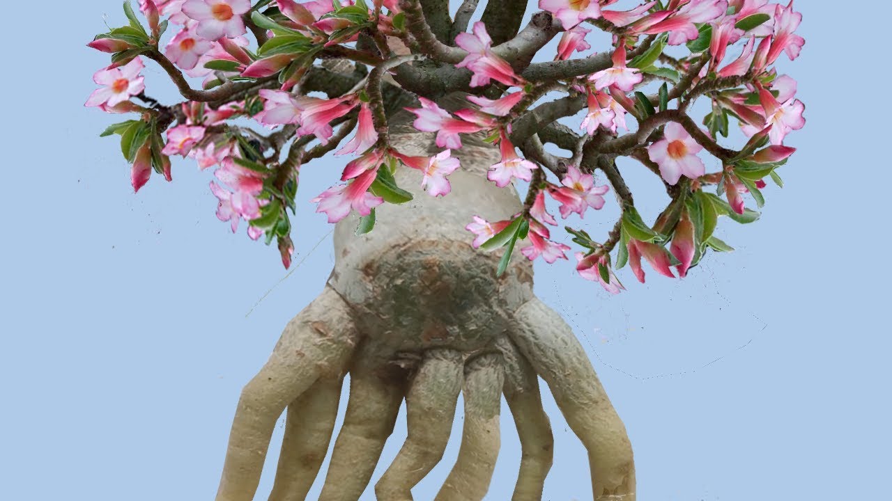 Adenium Bonsai on Semicircular Roots 1st Phase Bonsai Training - YouTube
