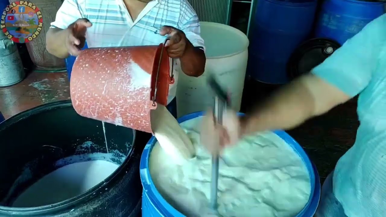 Elaboración de queso asadero y de bola , Quesería Lara , Revolución Verde Tempoal Veracruz 🇲🇽