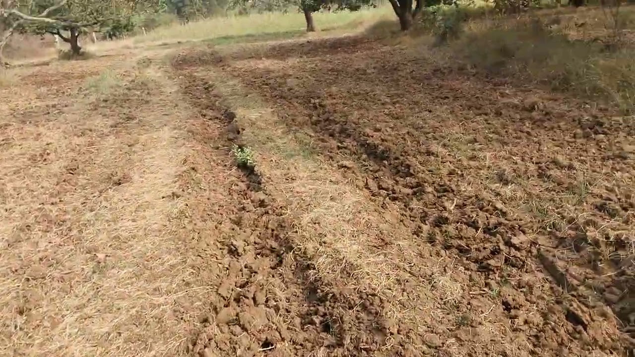 ల్యాండ్ ఫర్ సేల్ 5 ఎకరాలు మామిడి తోట 1 ఎకరం 26 లక్షలు సెల్ నెంబర్ 6281840097