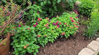 Create a butterfly friendly space in your garden or start a butterfly garden