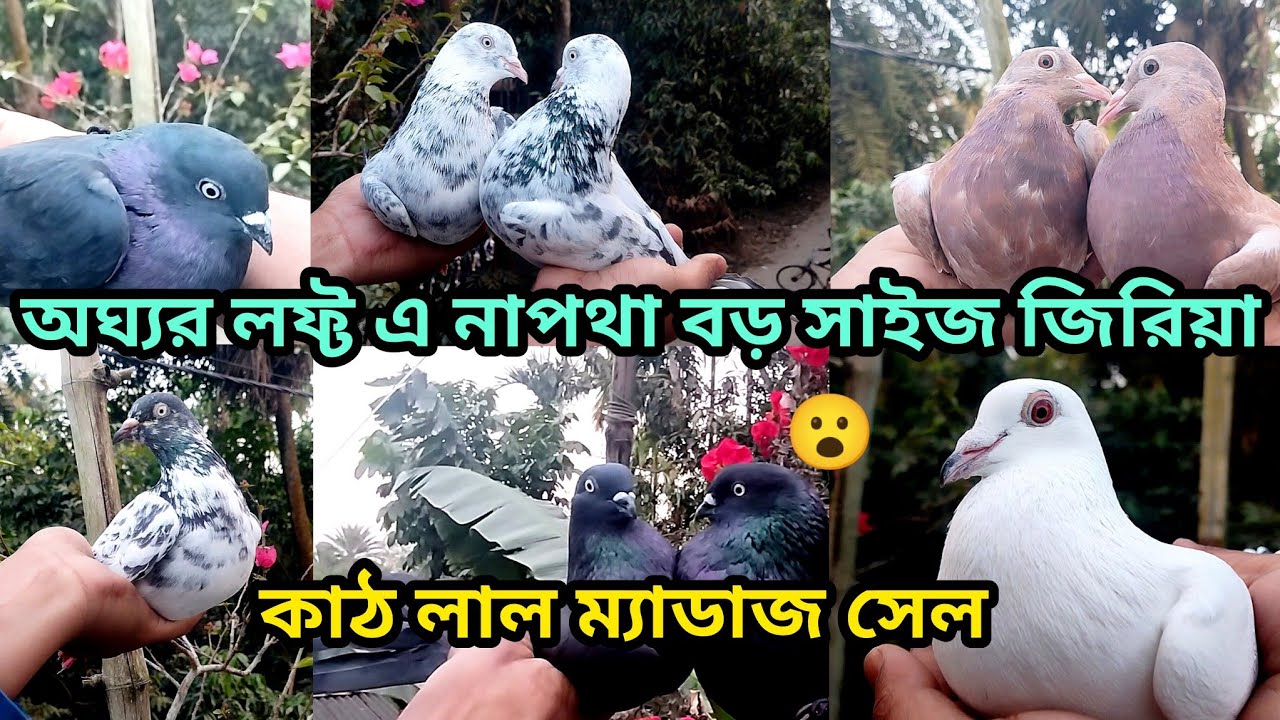 অঘ্যর লফ্ট এ নাপথা বড় সাইজ জিরিয়া কাঠ লাল ম্যাডাজ সেল 😮 , Soumen pet valogs 2026