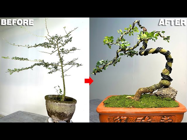 整理大量的枝葉，杜松半懸崖小品盆栽！ Needle Juniper pruning and