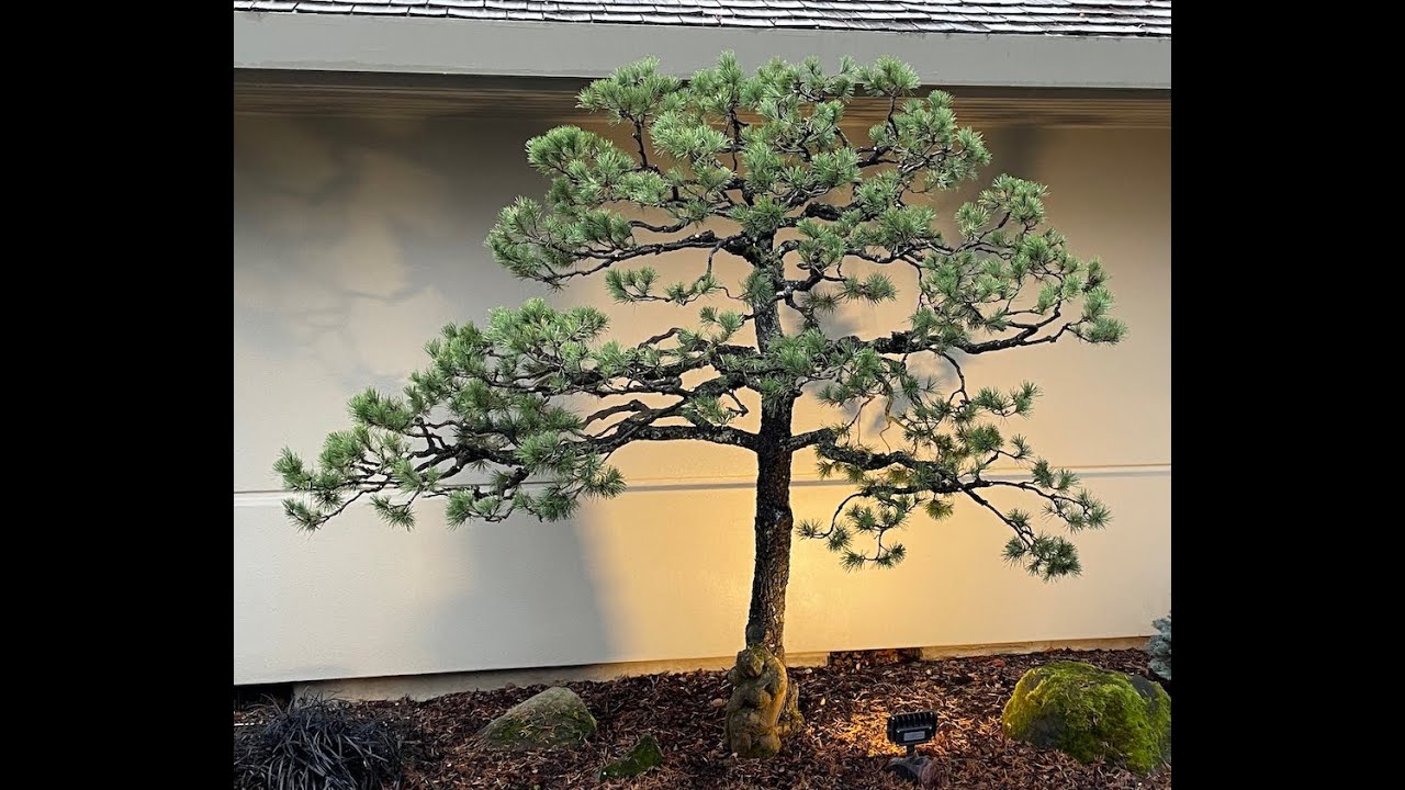 Shore Pines Pruned in Japanese Style (Before & After)