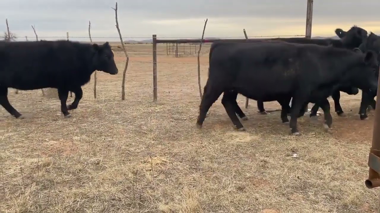 34 Angus, Black Baldy, Red Angus - Bred Heifers For Sale