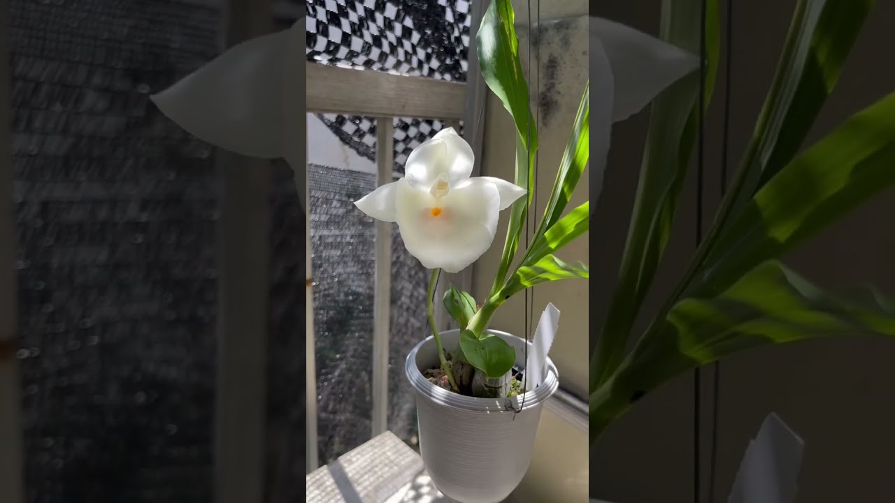 タケノコ蘭 Ctsm.pileatum.alba（カタセタム・ピレアタム