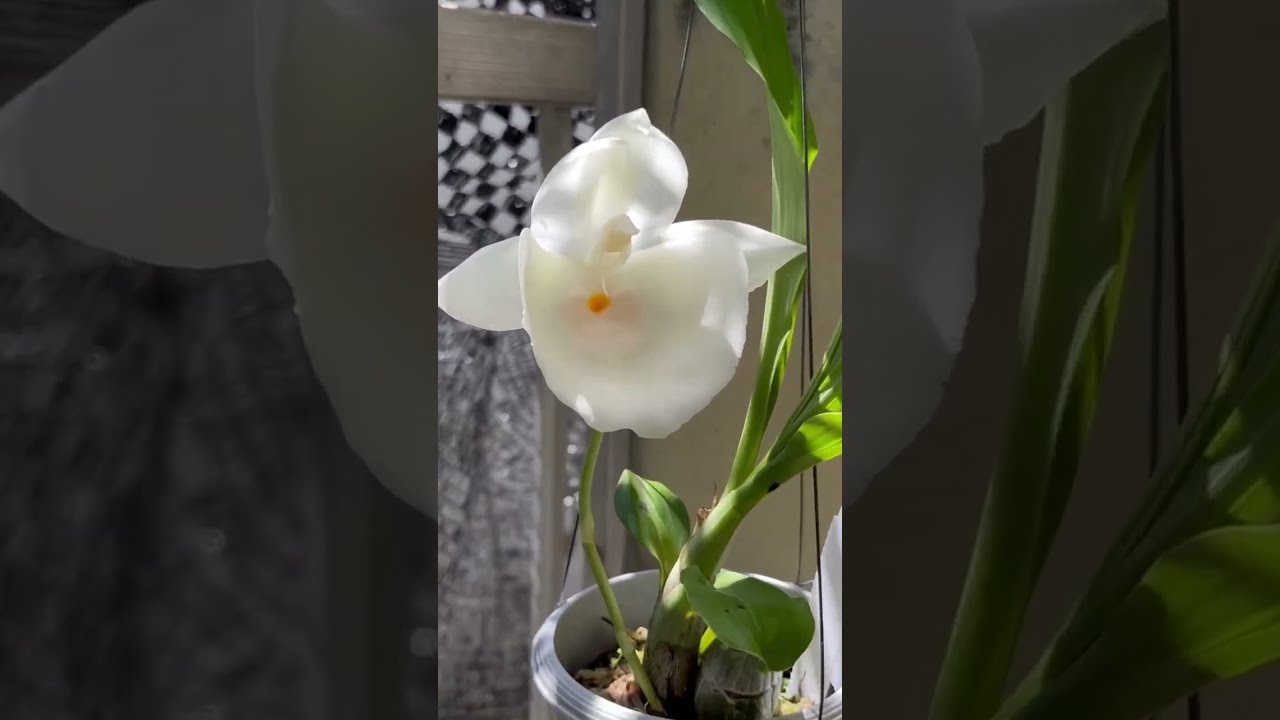 タケノコ蘭 Ctsm.pileatum.alba（カタセタム・ピレアタム・アルバ