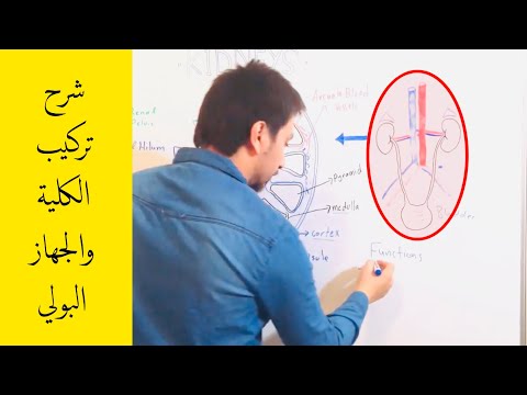 أناتومي الكلية kidney Gross Anatomy