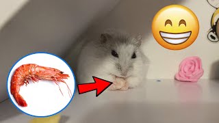 DON&#39;T FALL! How does a hamster eat shrimp? 🐹