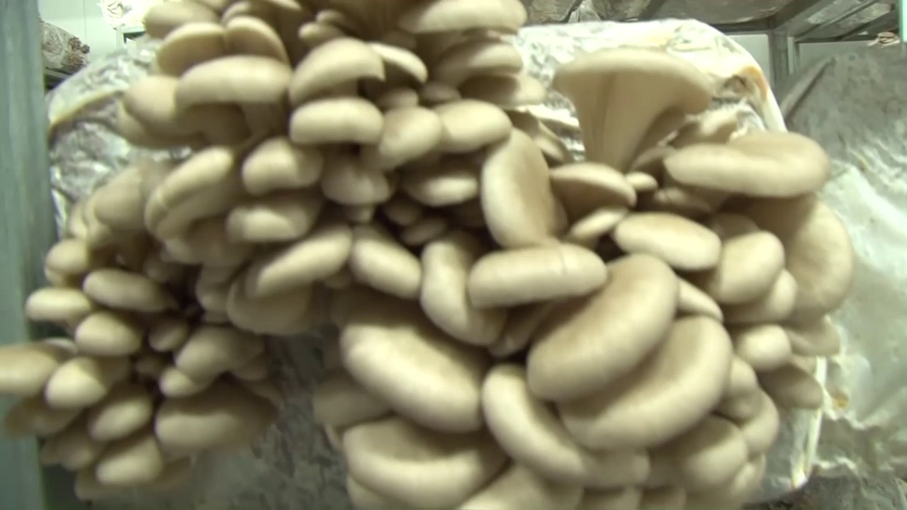 Μανιτάρια Κεχαγιά