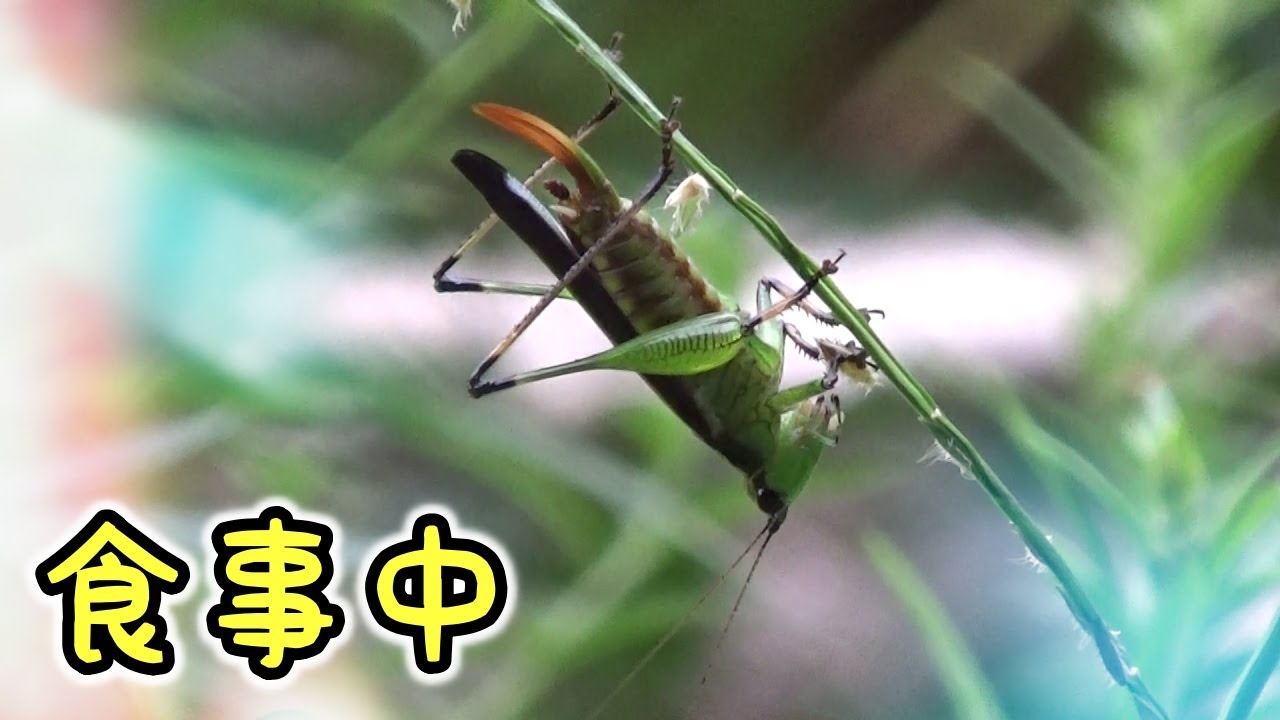 昆虫 キリギリス バッタ が食事中 Youtube