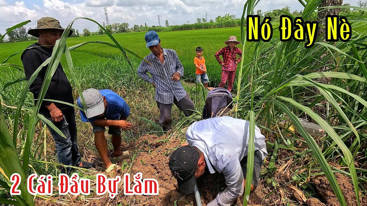 Kinh Khủng Đào 2 Cái Hang Bắt Được 3 Con Rắn Hổ | Mười Thương SB