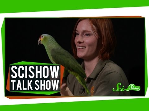 Telepathic Rats and a Red-lored Amazon: SciShow Talk Show #10 thumbnail