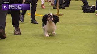 English Toy Spaniels (B & PC) | Breed Judging 2024