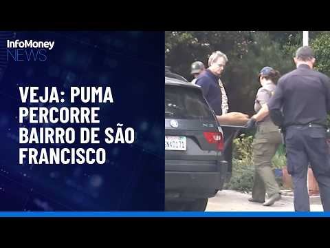 Onça-parda percorre bairro de São Francisco (EUA) e é capturado após horas de impasse | InfoMoney