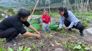 Potato harvest, we dig potatoes, Yike eats soil beside