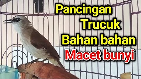 TRUCUK BAHAN OMBYOKAN BIAR GACOR..? PAKAI INI Pancingan trucukan agar bunyi gacor