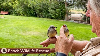All Kinds of Little Critters! by Enoch Wildlife Rescue 13,787 views 7 months ago 39 minutes