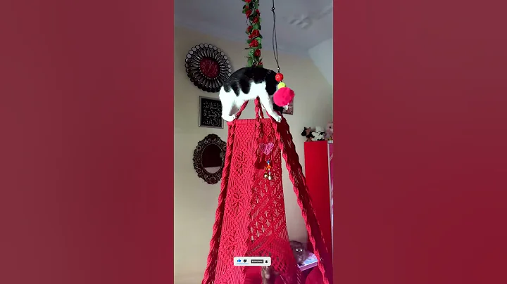 Watch the video about Naughty pet cat panda playing with fur ball toy on top of swing #playingcats #catlover #cute #funny