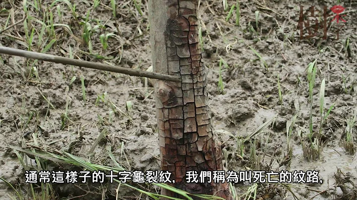[HD]跟芭樂學習系列 你會替樹看面相嗎? 芭樂果園診斷解說part2-劉東啟博士 - 天天要聞