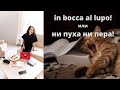 Итальянский язык. In bocca al lupo! или Ни пуха ни пера!
