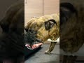 MUKBANG ASMR Dog eating Raw Meats ＆ bones  【American Bully】#shorts