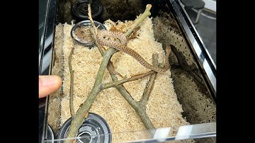 Your New Baby Childrens Python:  How to setup your new pet...