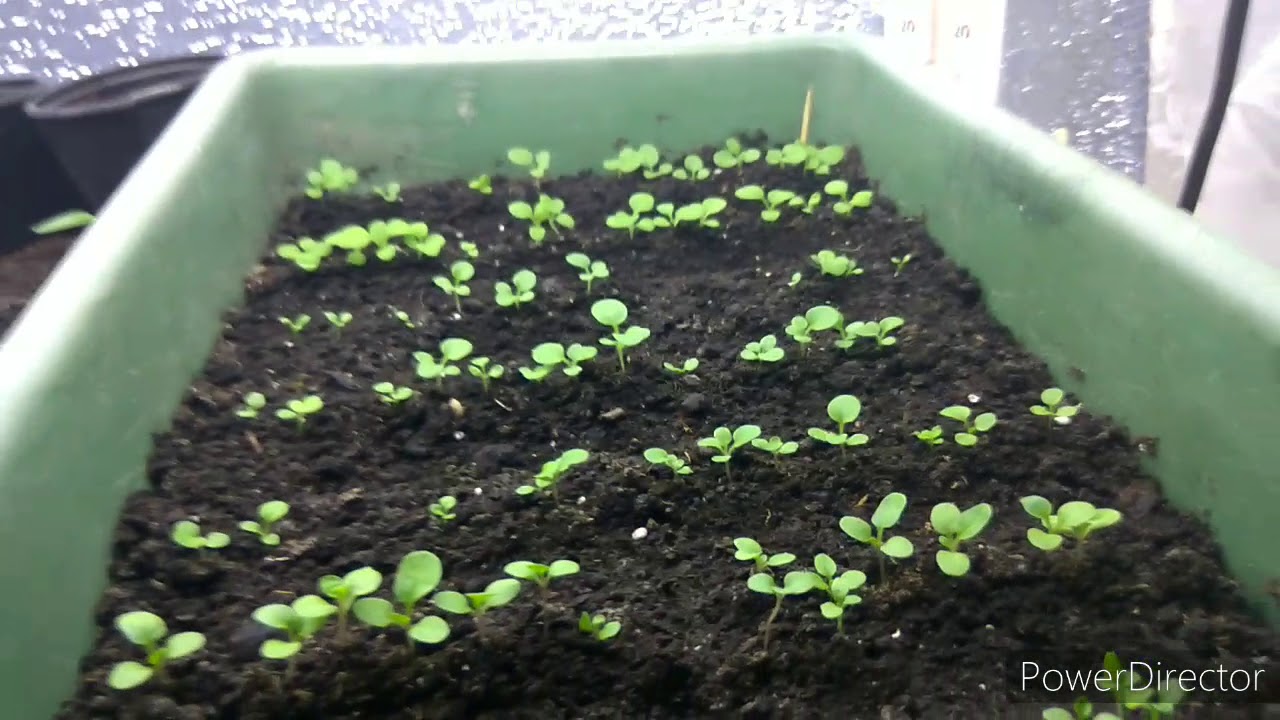 Почему петуния перестала расти? Что делать? 🌺🌼💮🌸🌼