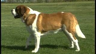 Saint Bernard  AKC Dog Breed Series
