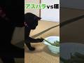 【保護猫日記】今日のごまちゃん〜アスパラガスの収穫〜 #保護猫 #猫 #園芸