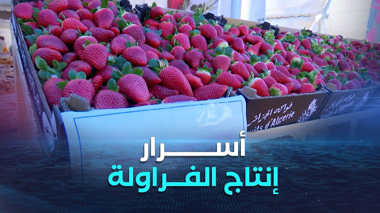 خيرات بلادي | العدد كاملا | إنتــــــاج الفراولة