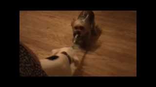 Male Puppy Pitbull Vs. Male Yorkie Terrier in TUG OF WAR!