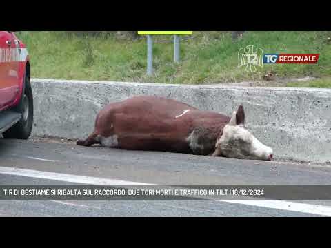 TIR DI BESTIAME SI RIBALTA SUL RACCORDO: DUE TORI MORTI E TRAFFICO IN TILT | 18/12/2024