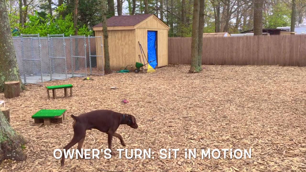 Long Island Dog Trainer Doberman Owner TestimonialBest Trainers in NY