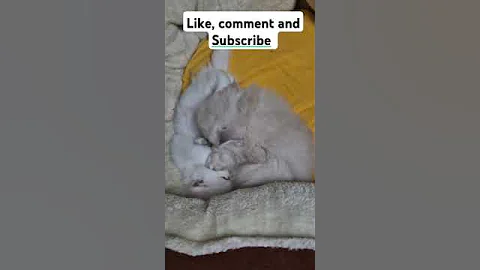 Video 7477281: kitten maine coon meow, cute maine coon kitten, baby maine coon kitten, funny maine coon kitten, cat kitten cute