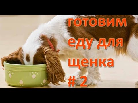 Моя собака. Готовим еду для щенка. Как сварить правильную кашу.