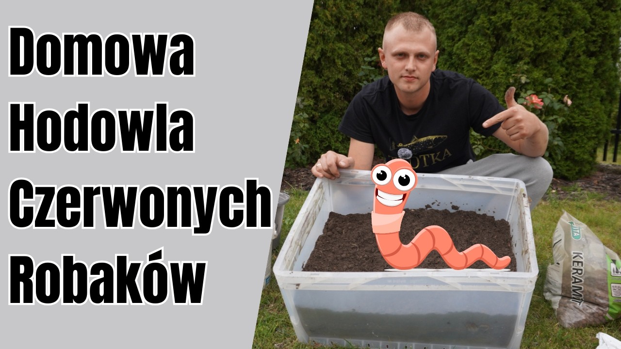 Domowa Hodowla Czerwonych Robaków | Jak założyć hodowlę robaków? Dendrobaeny, rosówki i gnajaki