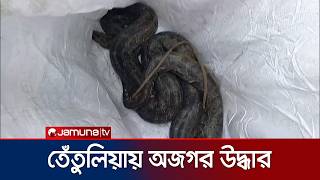 তেঁতুলিয়ায় বসতবাড়ির পাশে গর্ত থেকে অজগর সাপ উদ্ধার | Tetulia | Snake | Jamuna TV
