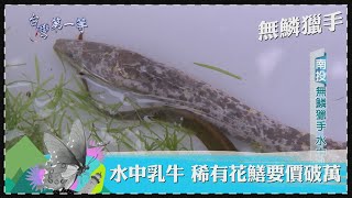 台灣第一等【無鱗獵手鱸鰻特攻隊 捅洞正面對決稀有花鱔／ 澎湖海味極品 六斑刺河豚】 _精選特輯