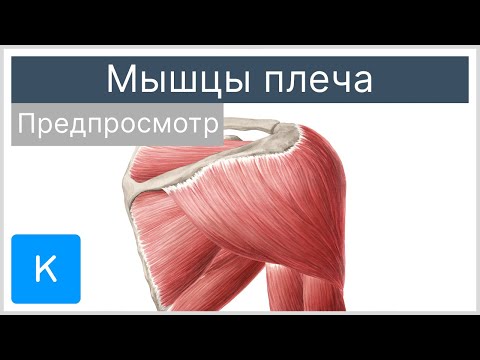 Мышцы плеча (предпросмотр) - Анатомия человека | Kenhub