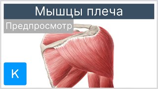 Мышцы плеча (предпросмотр) - Анатомия человека | Kenhub
