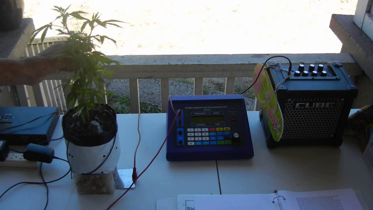 Singing Marijuana Cannabis Indica Hybrid White Widow