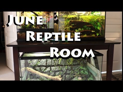 leopard geckos as pets June 2017 Reptile Room!