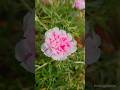 different moss-roses //Portulaca grandiflora