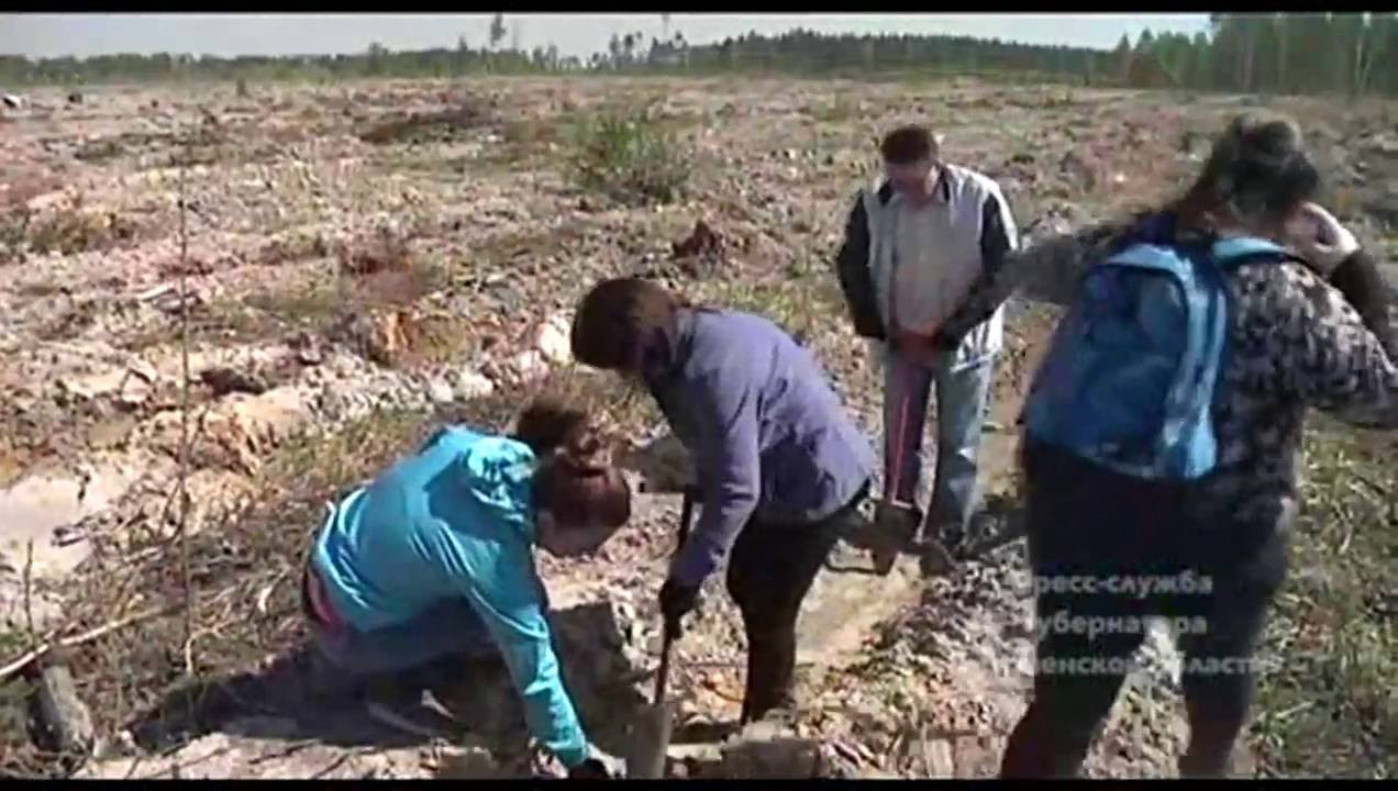 Лес Победы в Тюменской области стал больше на 400 тысяч деревьев защита окружающей среды сочинение