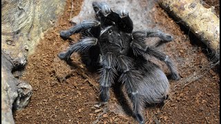 Madárpók etetés /Tarantula feeding video #28