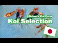 Selecting Koi at Shinoda | How baby Koi are selected [KOI SELECTION JAPAN]