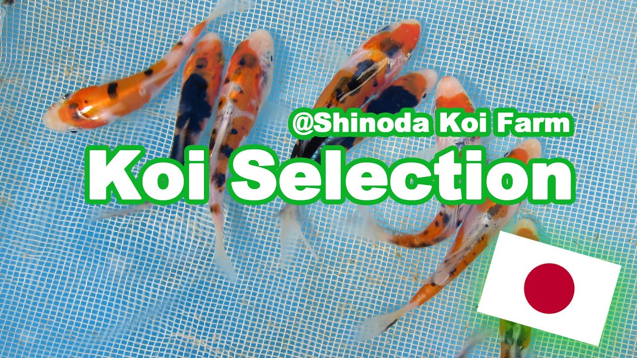 Selecting Koi at Shinoda | How baby Koi are selected [KOI SELECTION